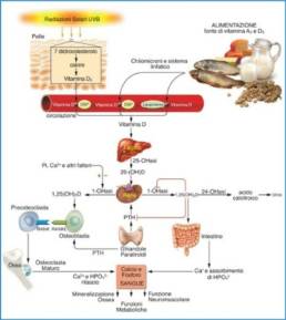 Come funziona la vitamina D: il ciclo della vitamina D